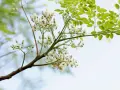 Moringaträdets blommor och blad. Moringa är känd för sina näringsrika egenskaper och används för att förbättra hälsan.