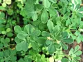 Närbild på gröna blad från en planta. En liten gul blomma syns. Detta är en planta av **semilla de fenogreco**.