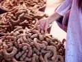 En hand plockar tamarindfrukter, kända för sina hälsofördelar.