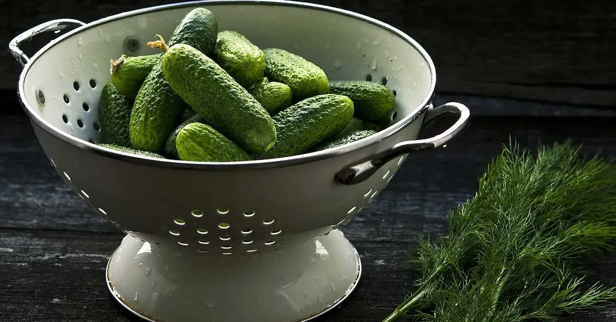 En skål med gurkor, som väcker frågan: el pepino es fruta o verdura? Bredvid ligger färsk dill.