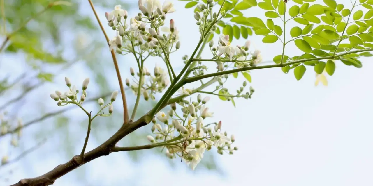 Moringaträdets blommor och blad. Moringa är känd för sina näringsrika egenskaper och används för att förbättra hälsan.