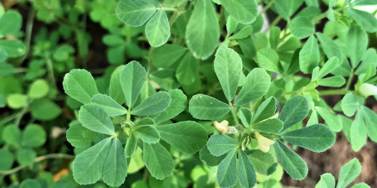 Närbild på gröna blad från en planta. En liten gul blomma syns. Detta är en planta av **semilla de fenogreco**.