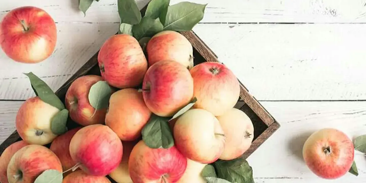 Äpplen i en låda, fulla av vitaminer. En frisk och naturlig skörd.