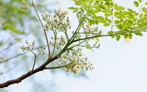 Moringaträdets blommor och blad. Moringa är känd för sina näringsrika egenskaper och används för att förbättra hälsan.