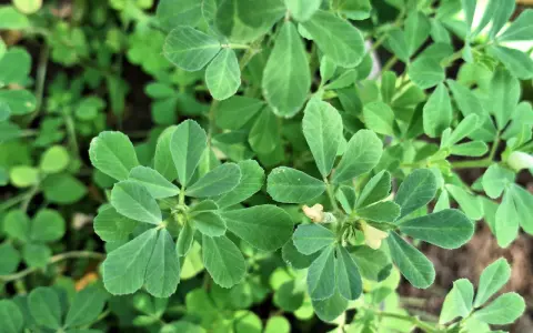 Närbild på gröna blad från en planta. En liten gul blomma syns. Detta är en planta av **semilla de fenogreco**.