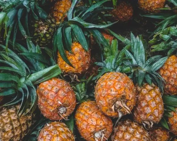 En bild fylld med saftiga ananaser, redo att ge dig 10 beneficios de la piña. Deras gyllene skal och gröna blad skapar en härlig syn.