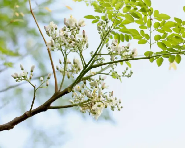 Moringaträdets blommor och blad. Moringa är känd för sina näringsrika egenskaper och används för att förbättra hälsan.