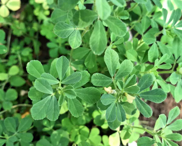 Närbild på gröna blad från en planta. En liten gul blomma syns. Detta är en planta av **semilla de fenogreco**.