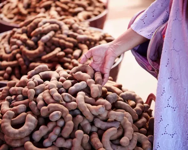 En hand plockar tamarindfrukter, kända för sina hälsofördelar.