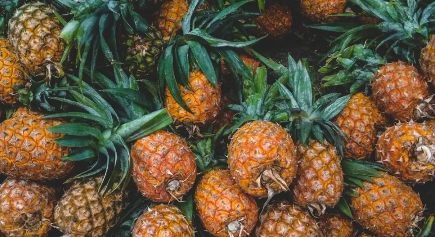 En bild fylld med saftiga ananaser, redo att ge dig 10 beneficios de la piña. Deras gyllene skal och gröna blad skapar en härlig syn.