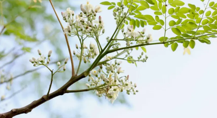 Moringaträdets blommor och blad. Moringa är känd för sina näringsrika egenskaper och används för att förbättra hälsan.