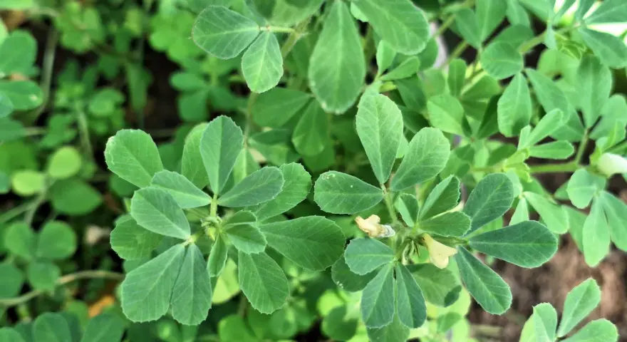 Närbild på gröna blad från en planta. En liten gul blomma syns. Detta är en planta av **semilla de fenogreco**.