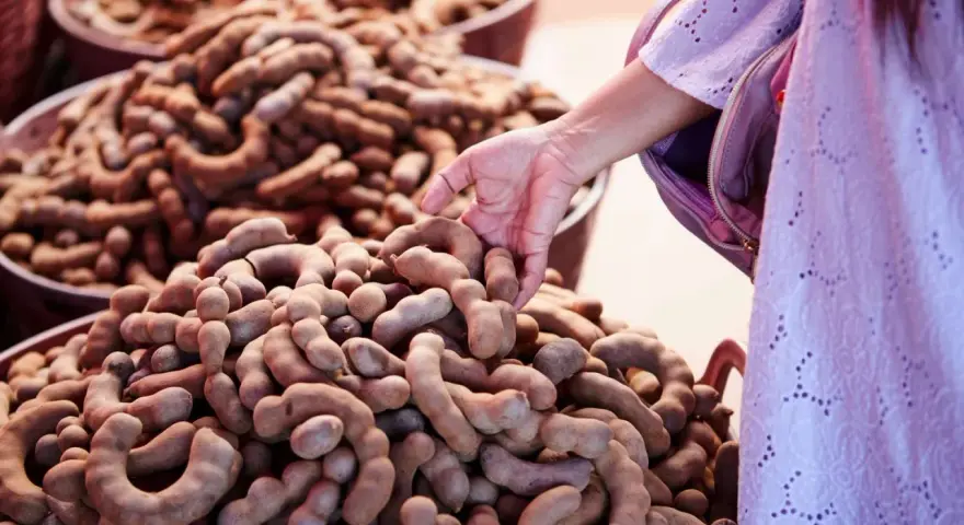 En hand plockar tamarindfrukter, kända för sina hälsofördelar.