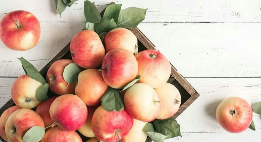 Äpplen i en låda, fulla av vitaminer. En frisk och naturlig skörd.