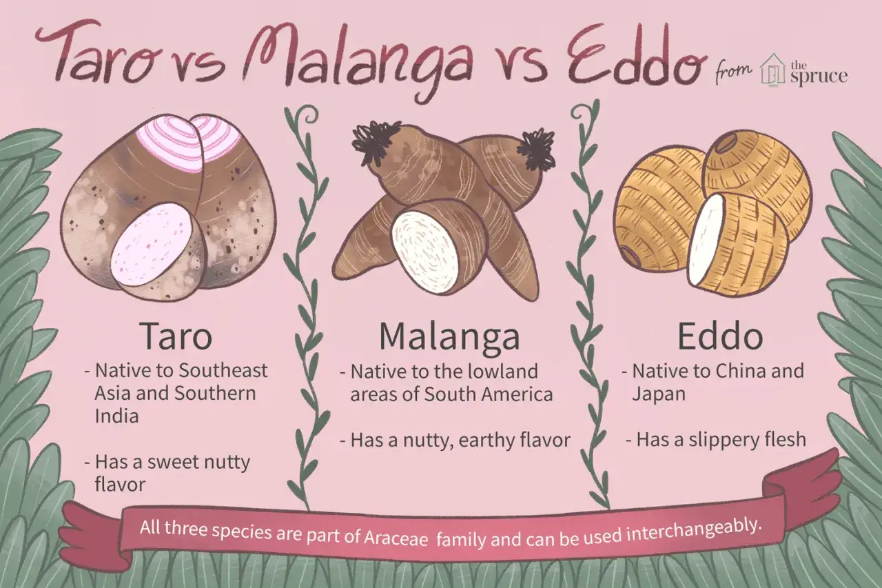 Illustration visar taro, malanga och eddo. Malanga, med andra namn, har en n&ouml;taktig, jordig smak och kommer fr&aring;n Sydamerika.