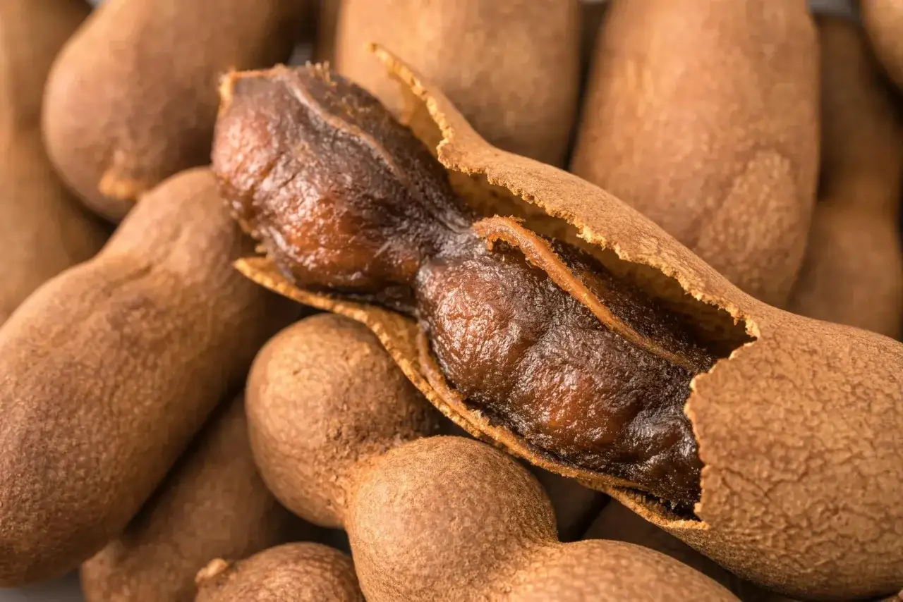 Tamarindfrukter, en k&auml;lla till m&aring;nga beneficios del tamarindo, med en &ouml;ppen skida som visar det m&ouml;rka, klibbiga k&ouml;ttet.