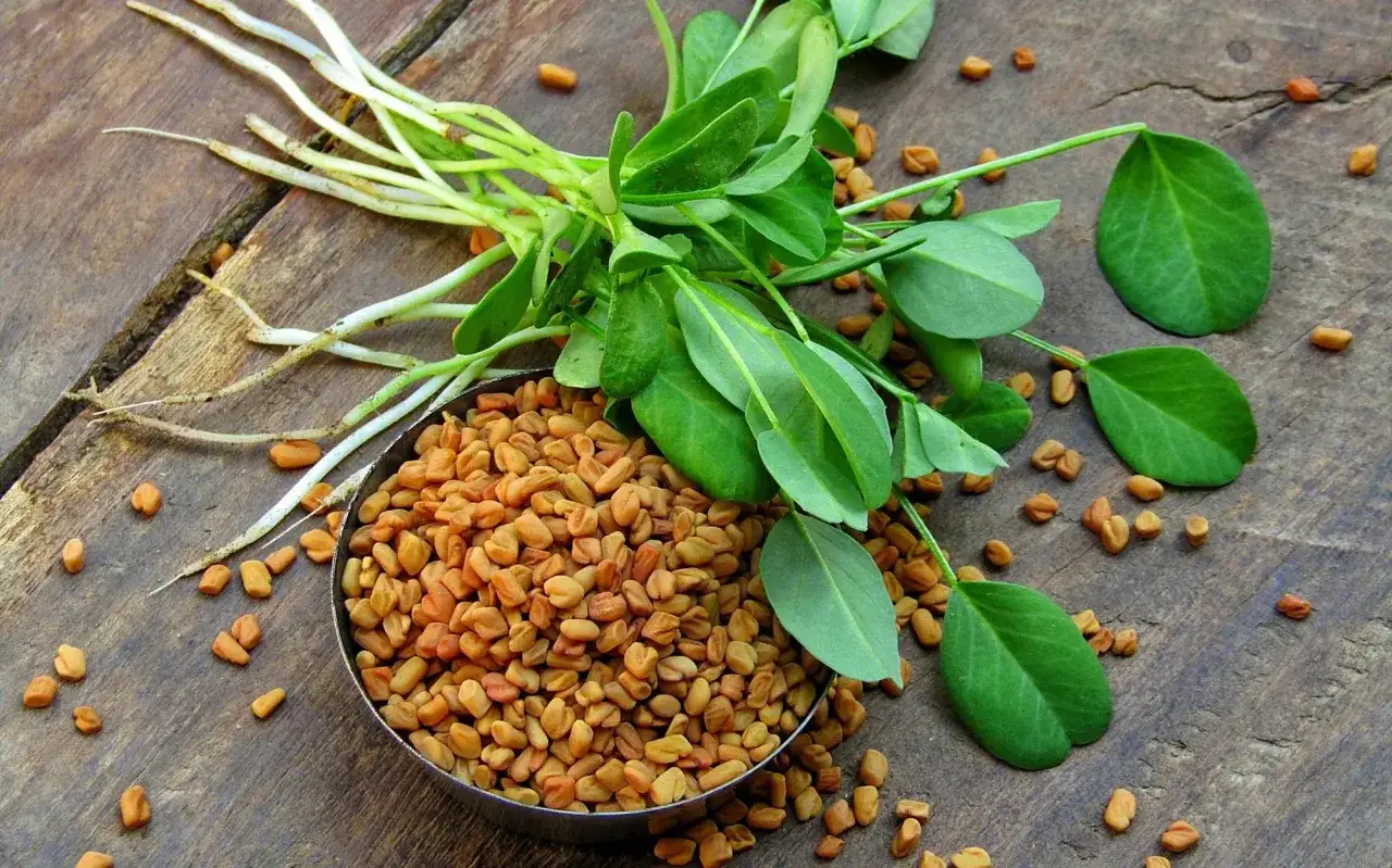 En sk&aring;l med fenugreekfr&ouml;n och en planta med gr&ouml;na blad och r&ouml;tter. Fenugreek, eller bockhornskl&ouml;ver, &auml;r en &ouml;rt med m&aring;nga anv&auml;ndningsomr&aring;den.