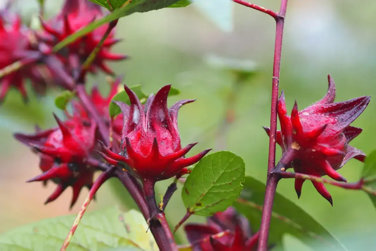 R&ouml;da hibiskusblommor, perfekta f&ouml;r att g&ouml;ra agua de jamaica med dess m&aring;nga h&auml;lsof&ouml;rdelar.
